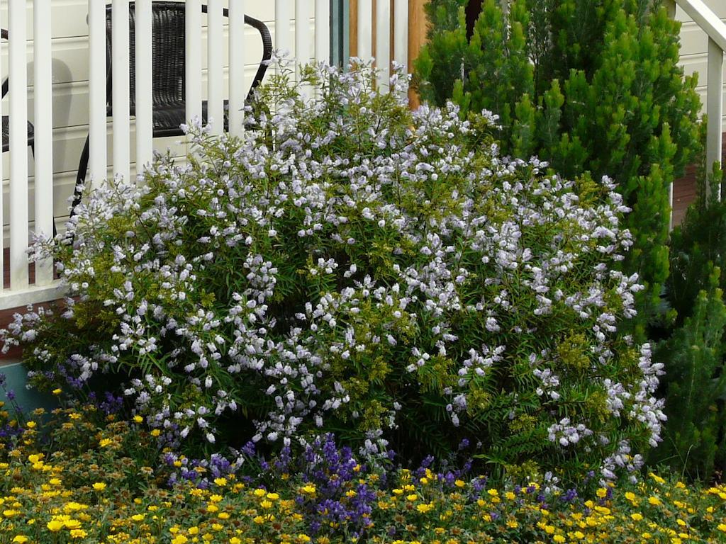 Avoca Cottages Victoria Bagian luar foto