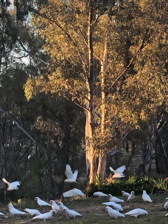 Avoca Cottages Victoria Bagian luar foto